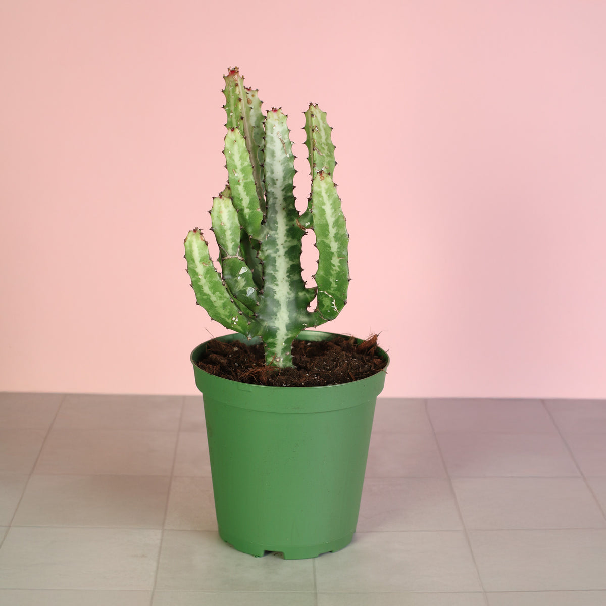 Dragon Bone Cactus ‘Elkhorn’ 6" Nursery