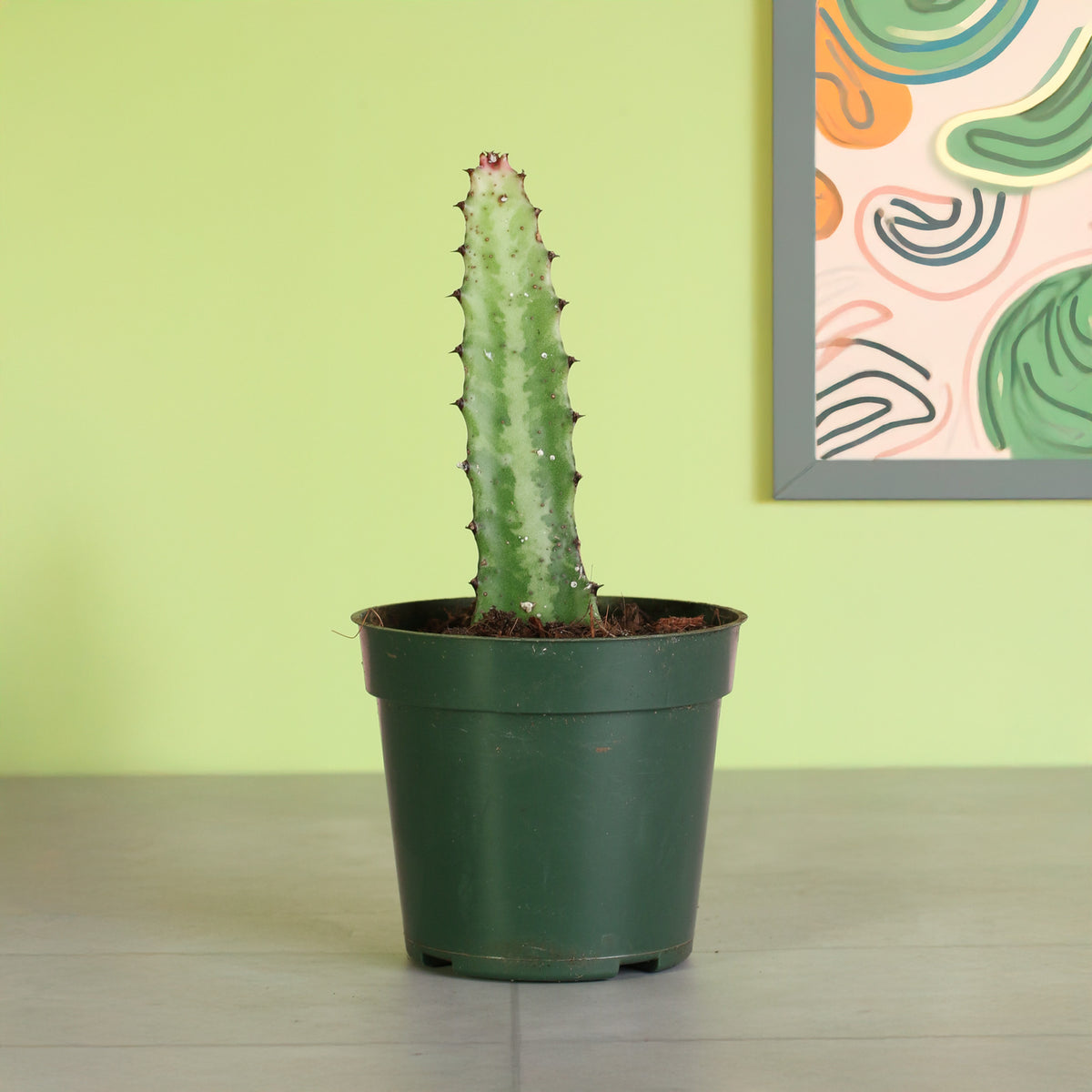 4" Nursery Dragon Bone Cactus ‘Elkhorn’