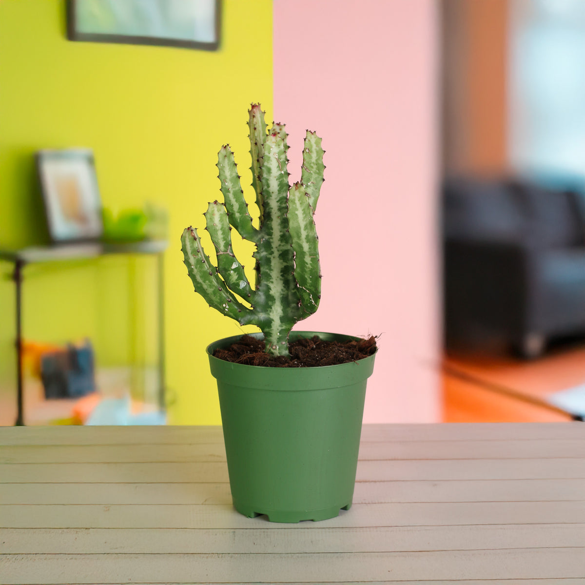 Dragon Bone Cactus ‘Elkhorn’ in 6" Nursery Planter. 