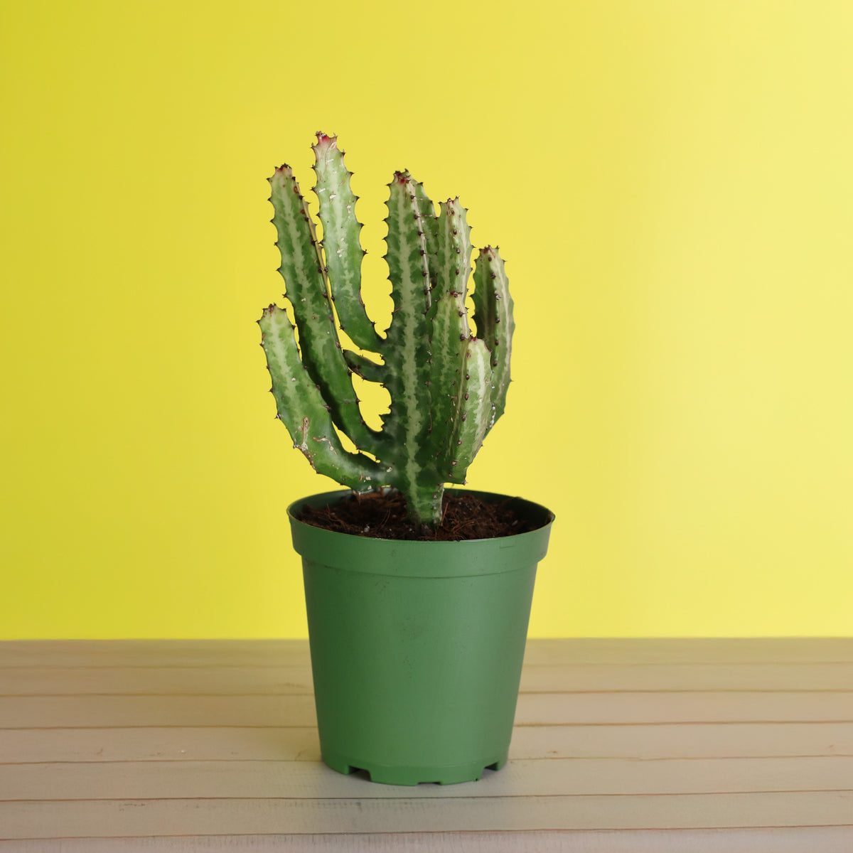 Dragon Bone Cactus ‘Elkhorn’ 6" Nursery