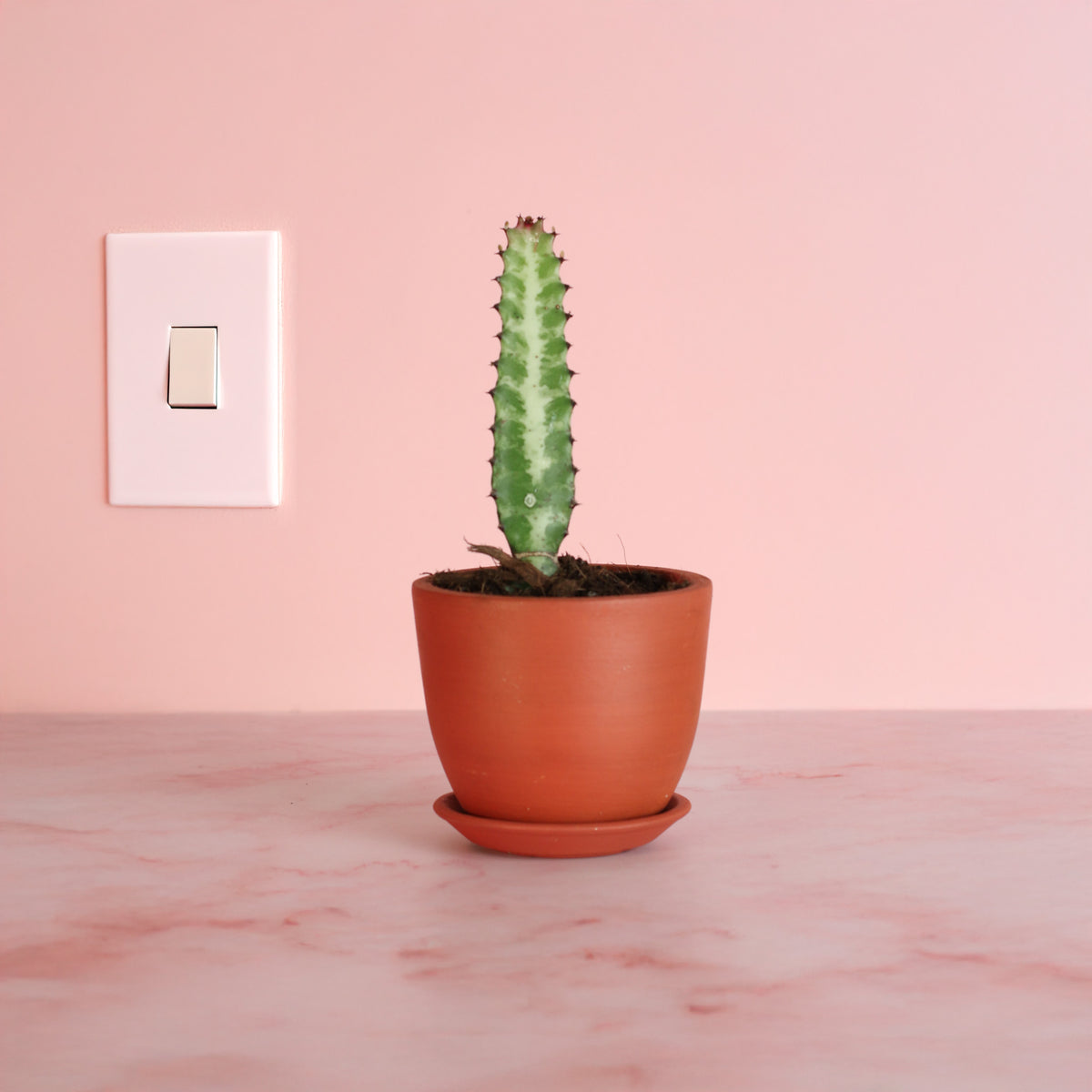 4" Nursery in Marie Terracotta Planter Dragon Bone Cactus ‘Elkhorn’
