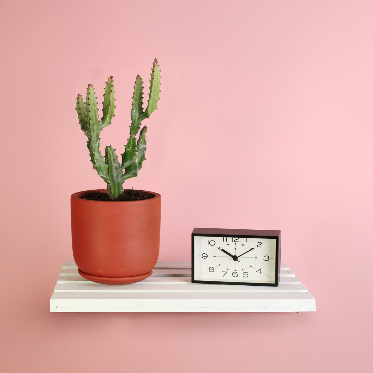 Dragon Bone Cactus ‘Elkhorn’ on floating shelf in Whitney Terracotta 6.5" Planter. 