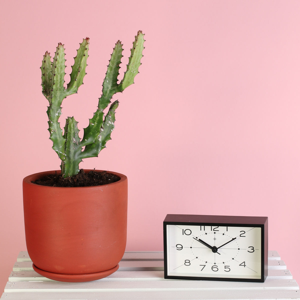 Dragon Bone Cactus ‘Elkhorn’ in 6.5" Whitney Terracotta Planter. 