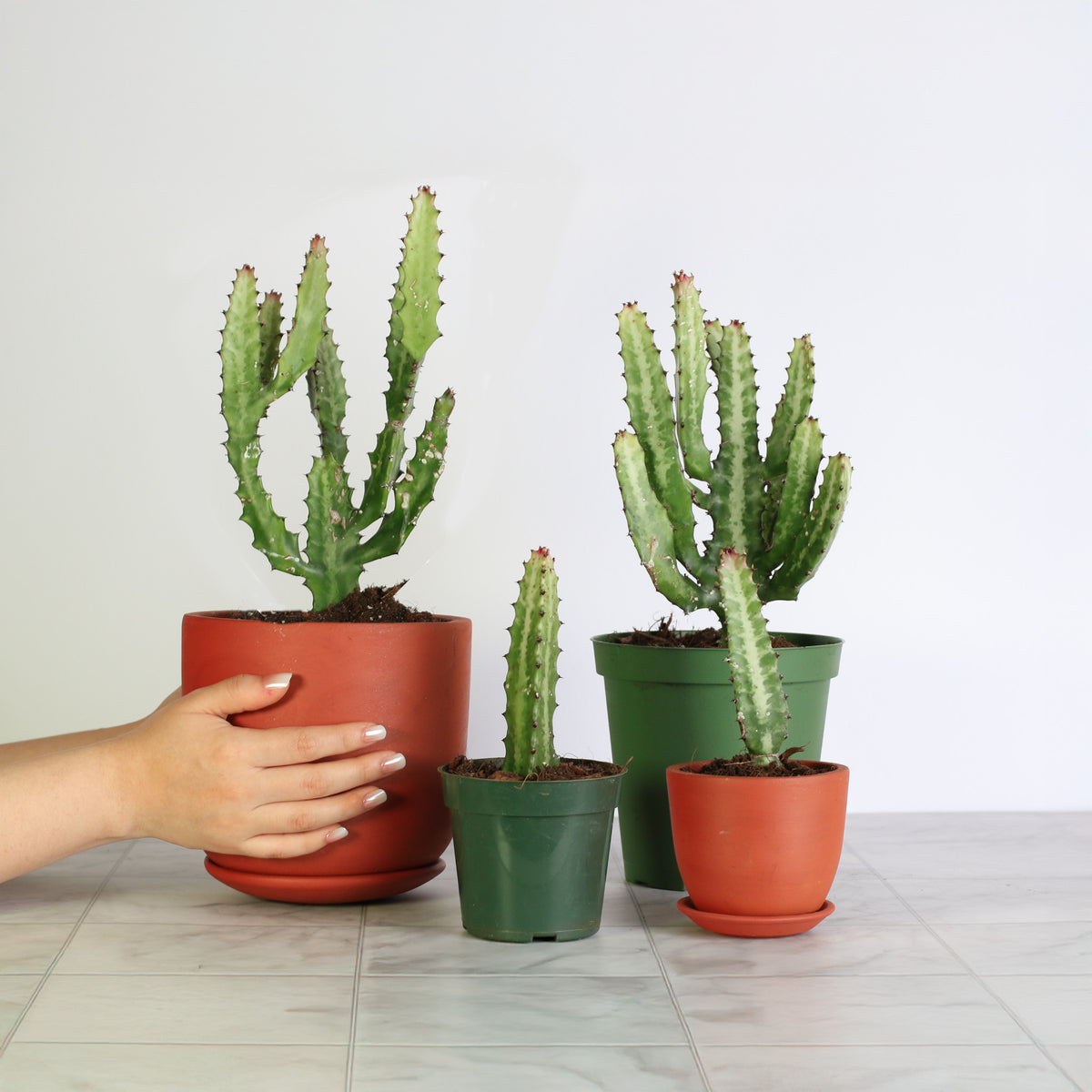 Dragon Bone Cactus ‘Elkhorn’ Group Photo