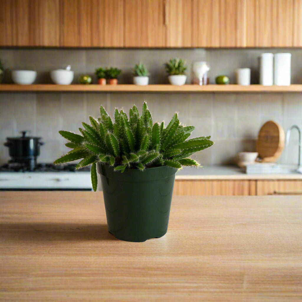 Dragon Fruit Cactus