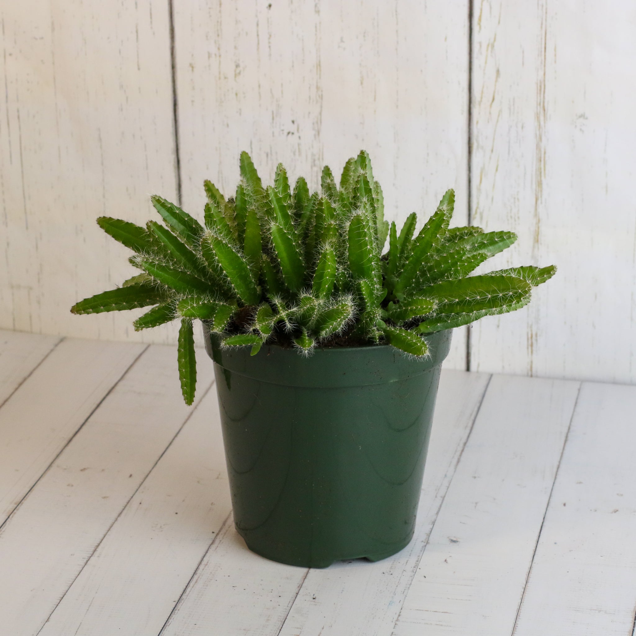 Dragon Fruit Cactus