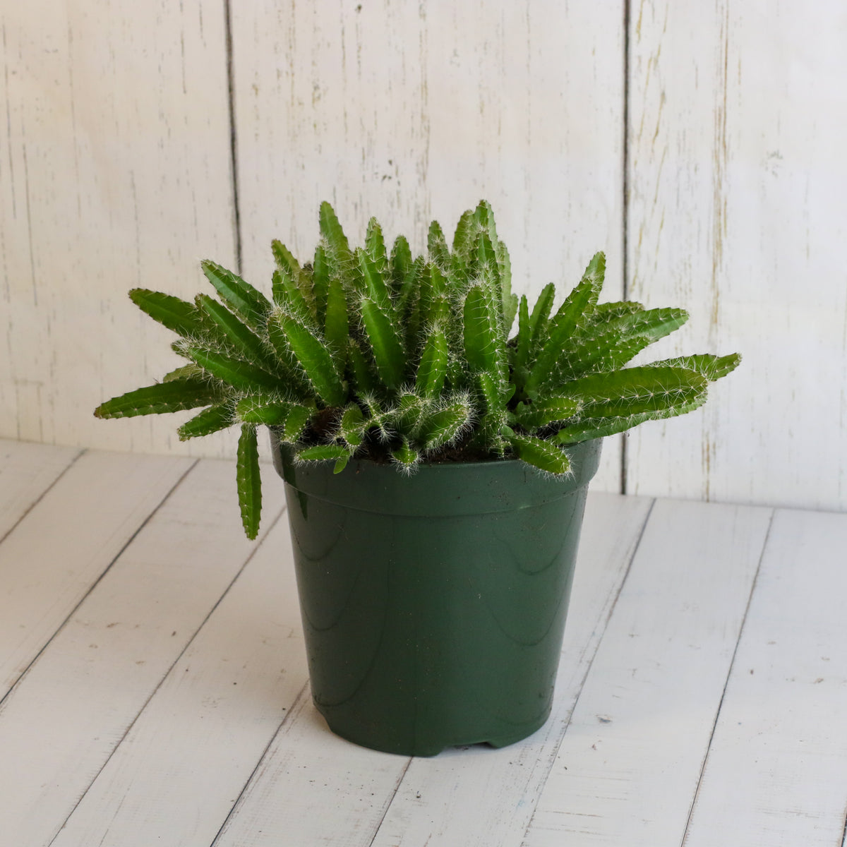 Dragon Fruit Cactus
