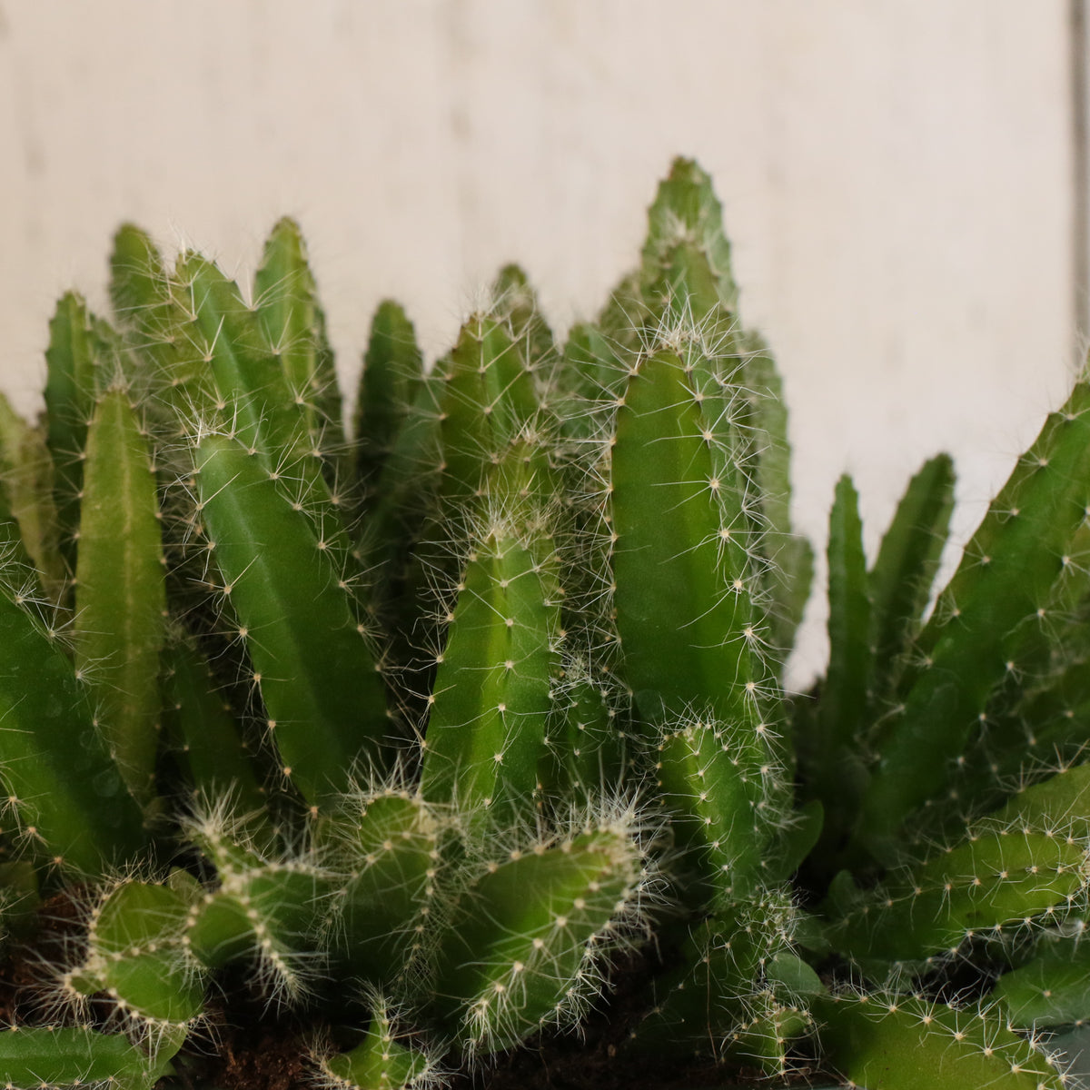 Dragon Fruit Cactus