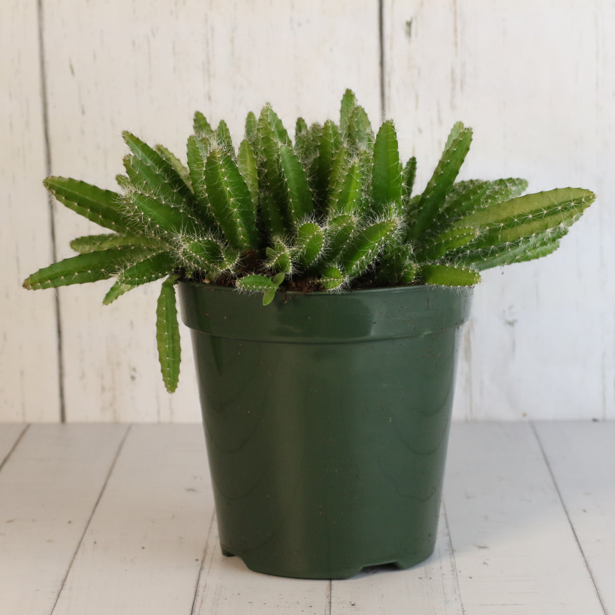 Dragon Fruit Cactus