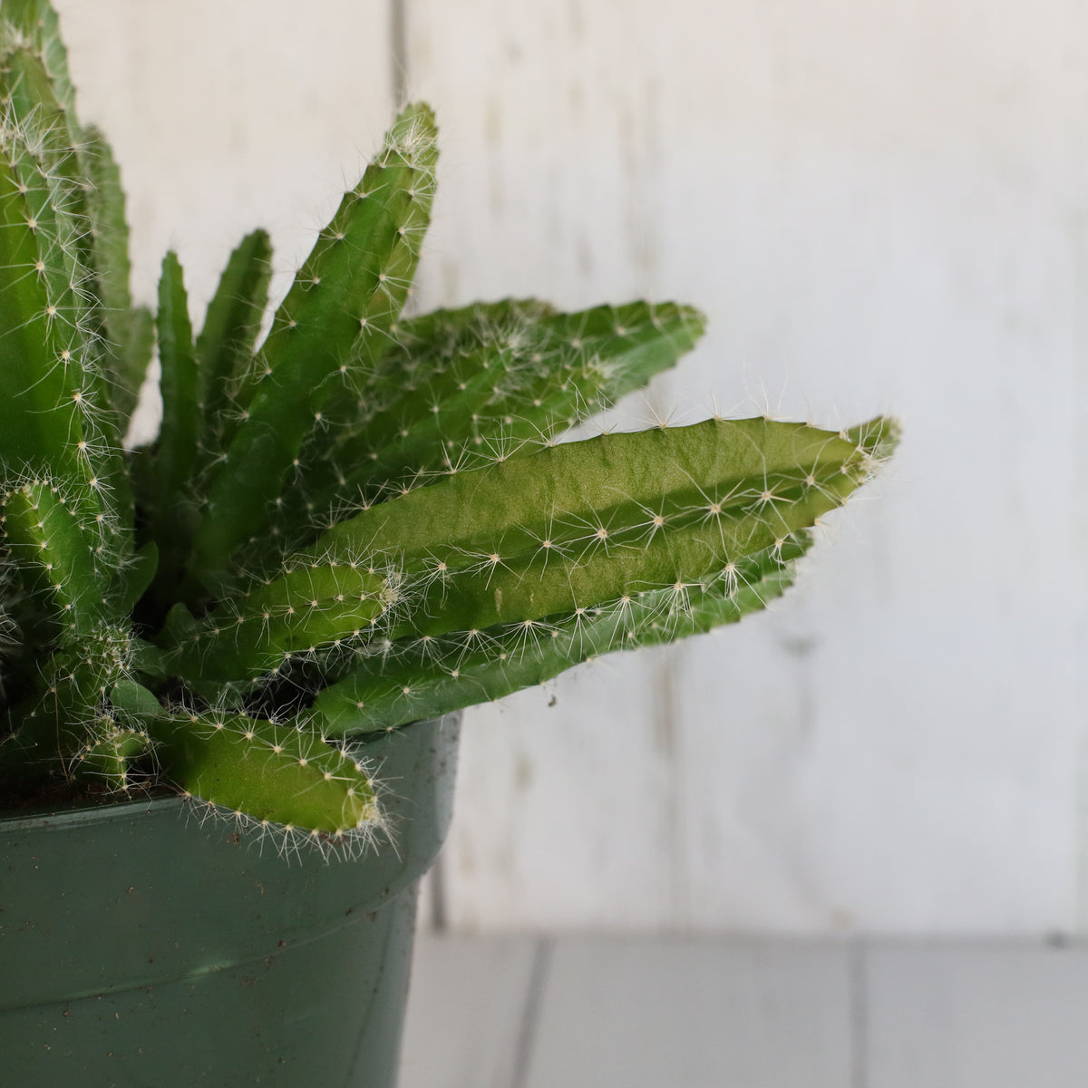 Dragon Fruit Cactus