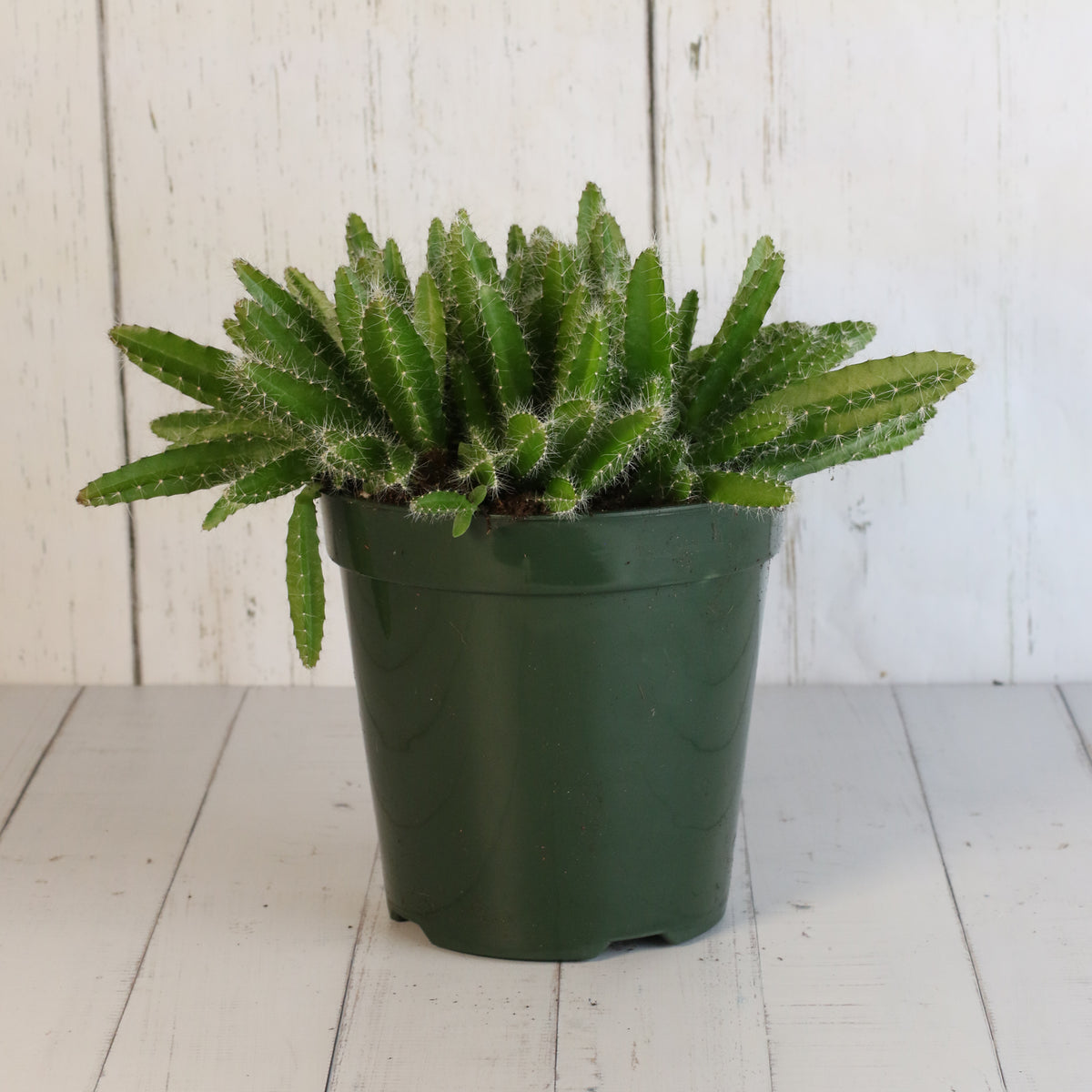 Dragon Fruit Cactus