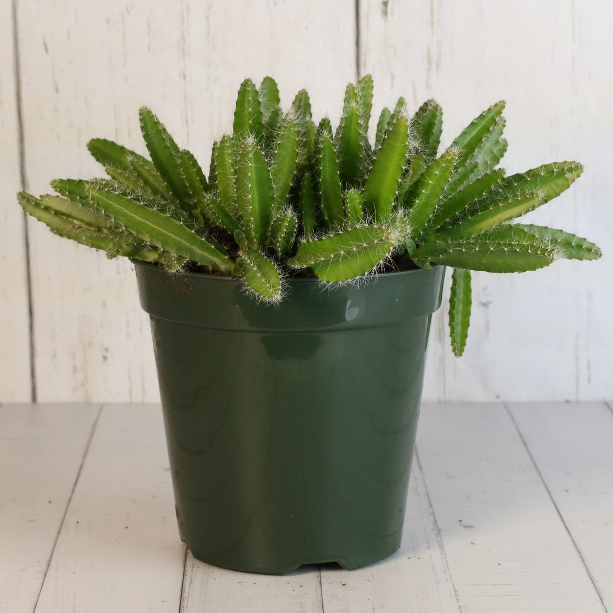Dragon Fruit Cactus