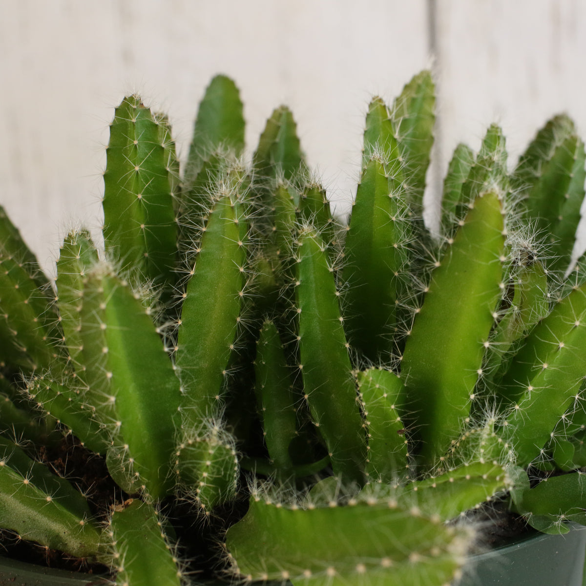 Dragon Fruit Cactus