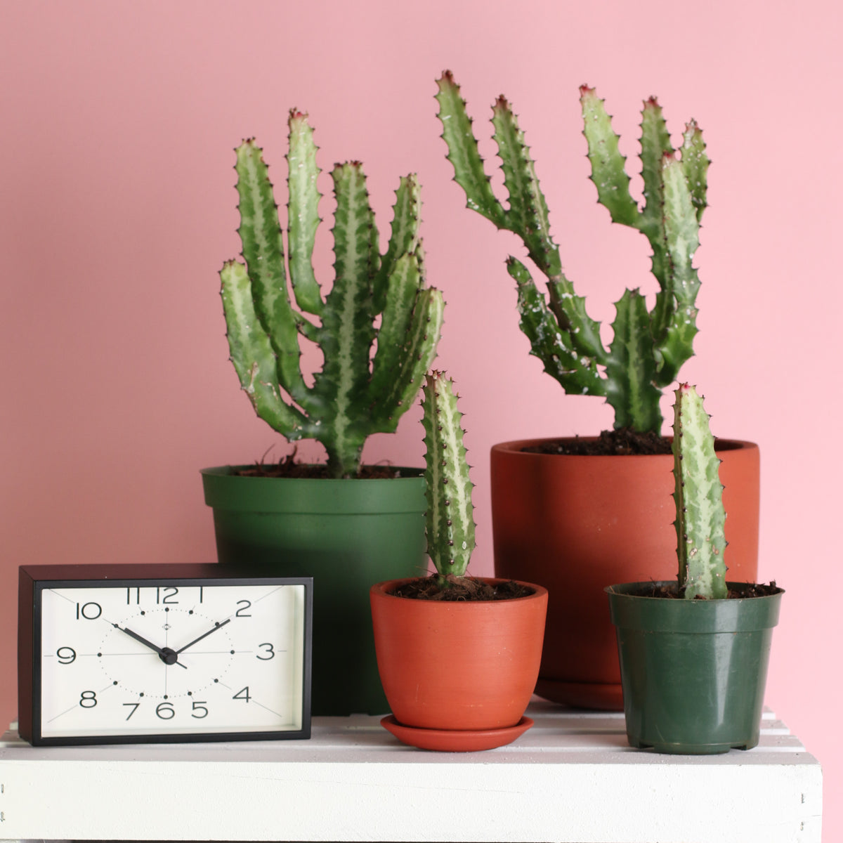 Dragon Bone Cactus ‘Elkhorn’ Group Picture