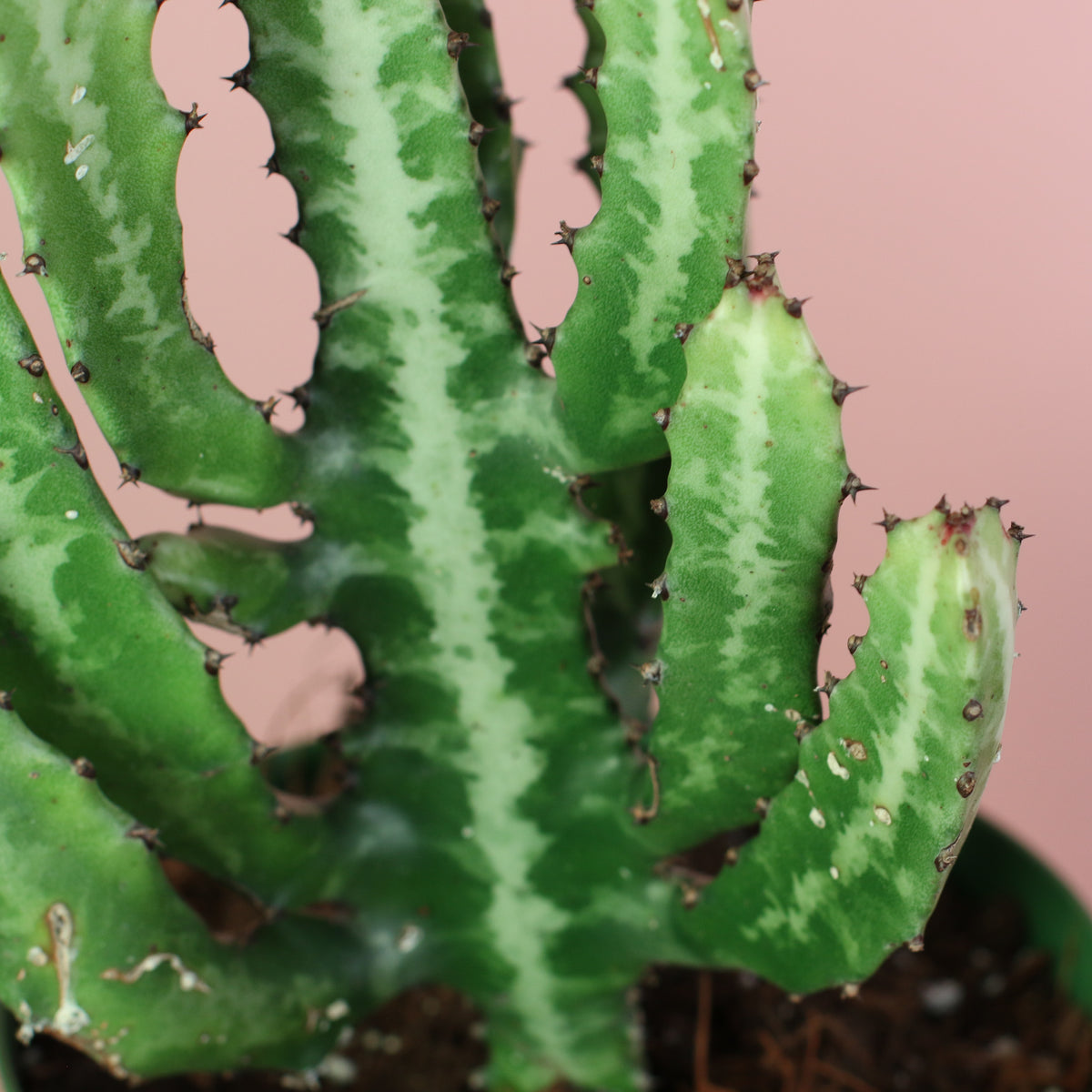 Close Uo of Dragon Bone Cactus ‘Elkhorn’