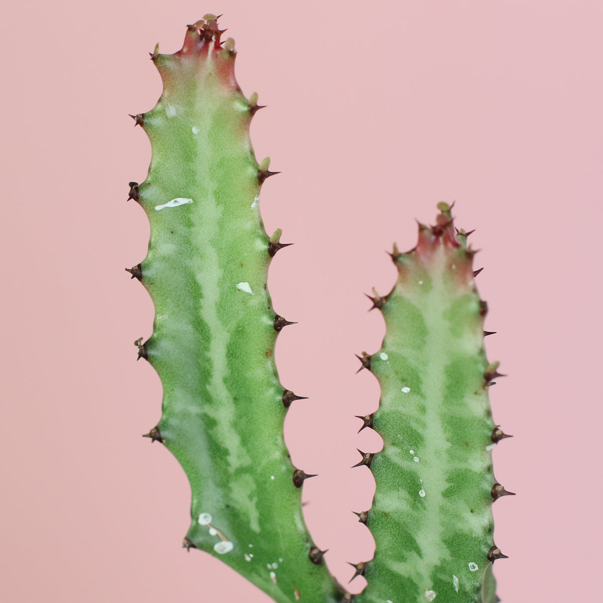 Close up of Dragon Bone Cactus ‘Elkhorn’