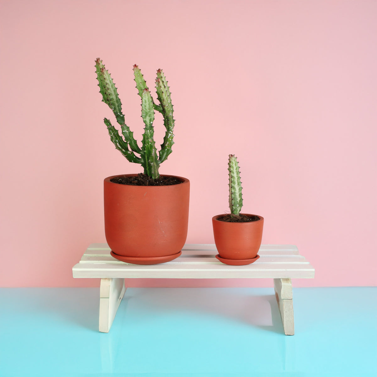 Dragon Bone Cactus ‘Elkhorn’ in Whitney Terracotta and Marie Terracotta Planter.  
