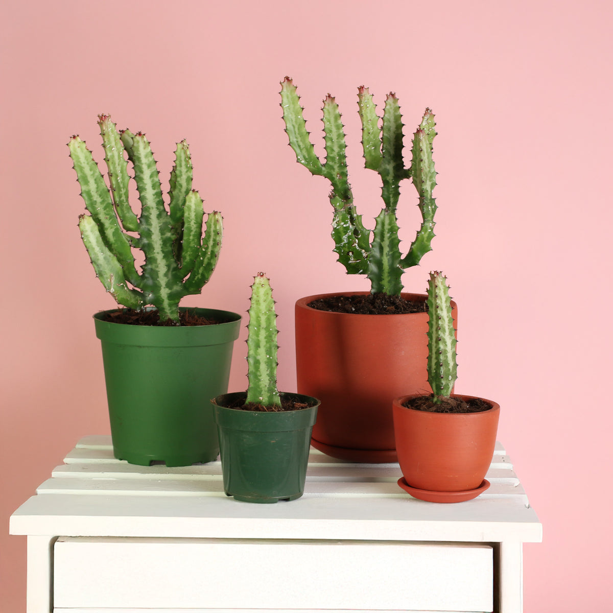 Dragon Bone Cactus ‘Elkhorn’ Group Shot