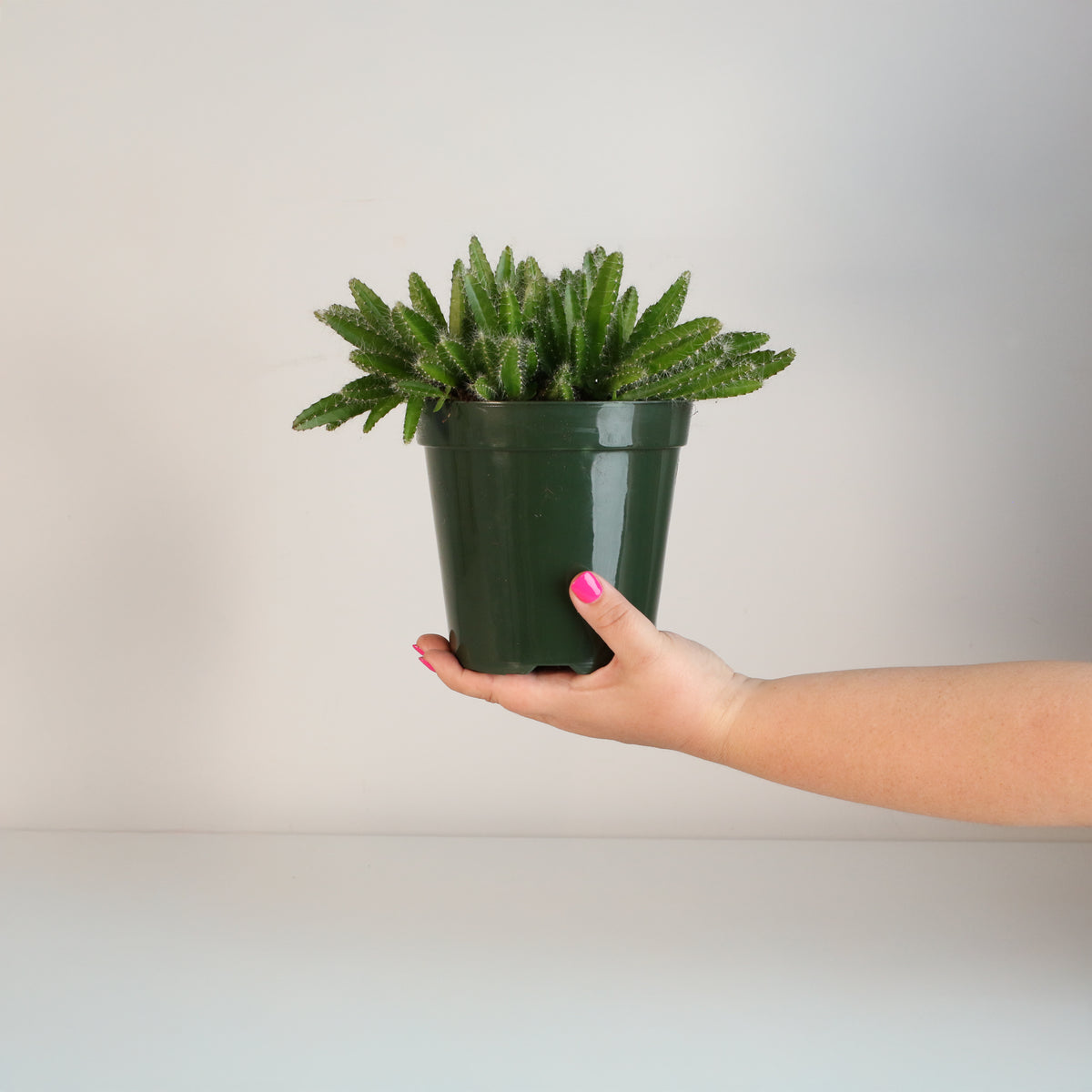 Dragon Fruit Cactus