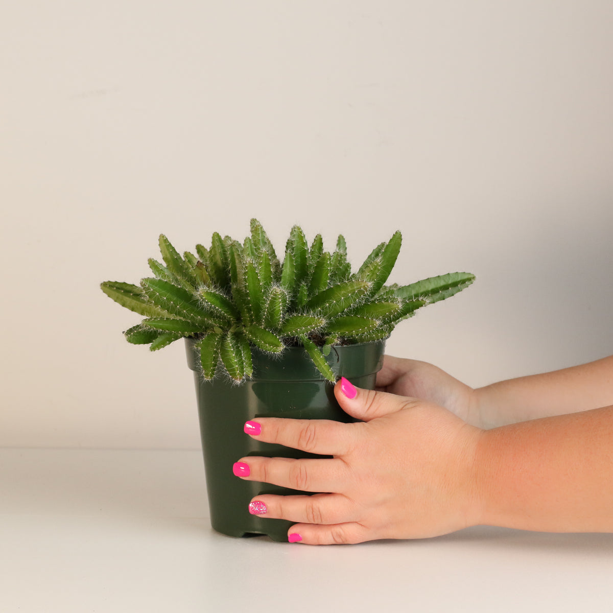 Dragon Fruit Cactus