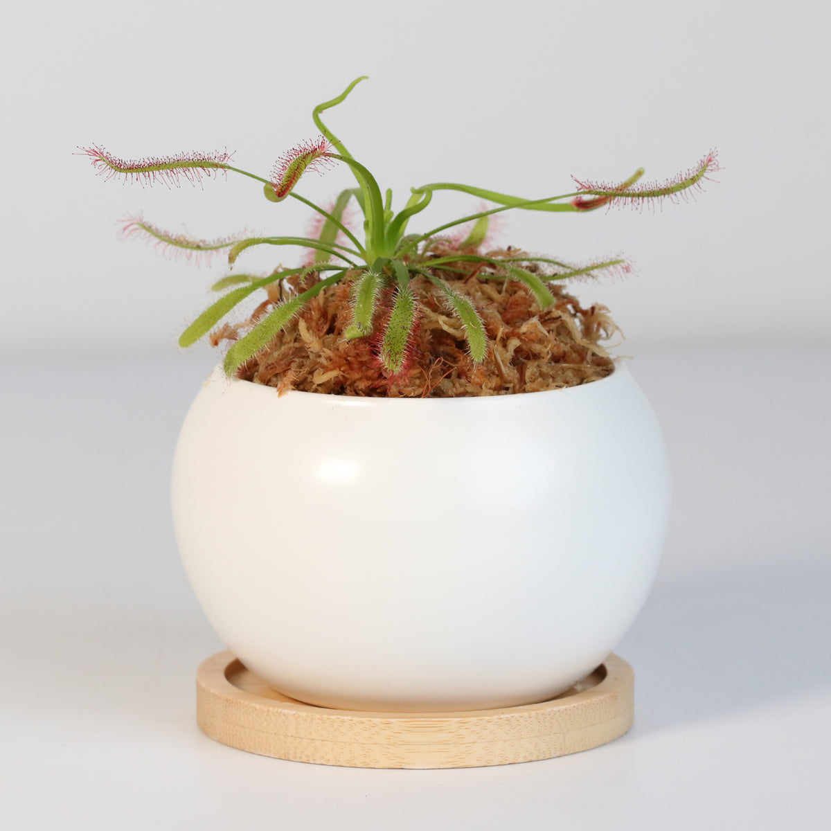 Cape Sundew Drosera Capensis Carnivorous Plant