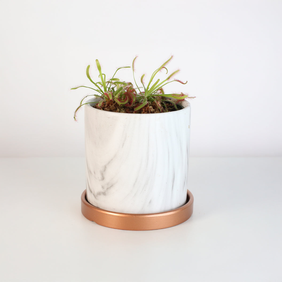 Cape Sundew Drosera