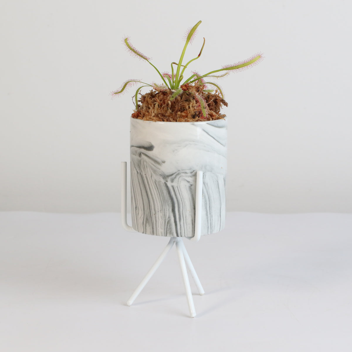 Cape Sundew Drosera Capensis Carnivorous Plant