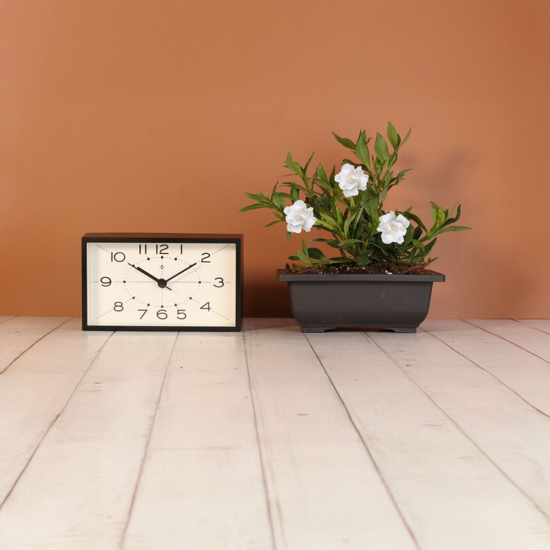 Dwarf Gardenia Radicans next to clock