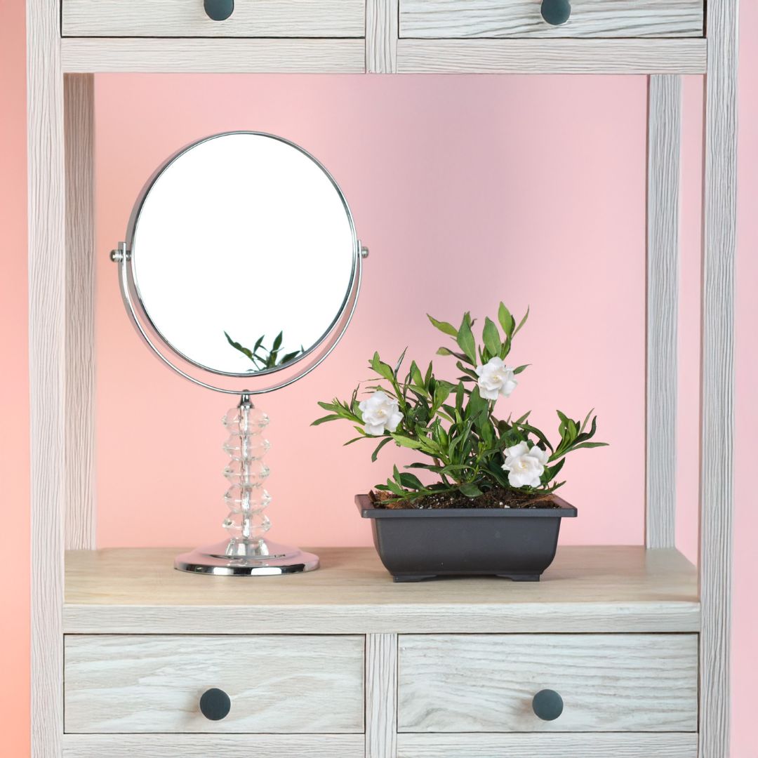 Dwarf Gardenia Radicans next to mirror