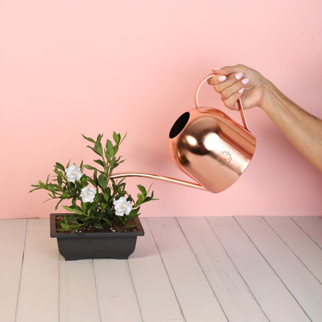 Watering Dwarf Gardenia Radicans