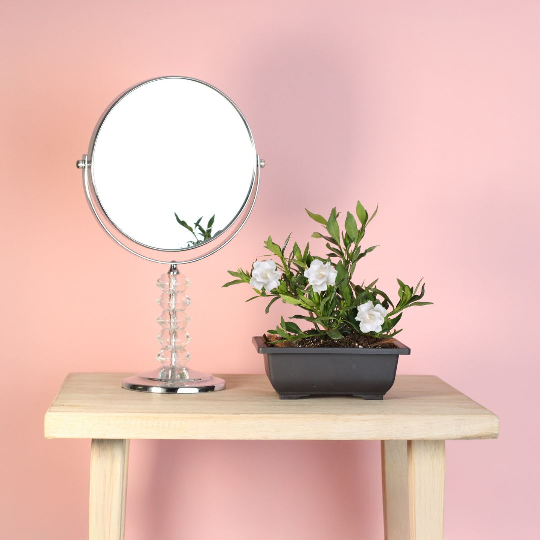 Dwarf Gardenia Radicans next to mirror