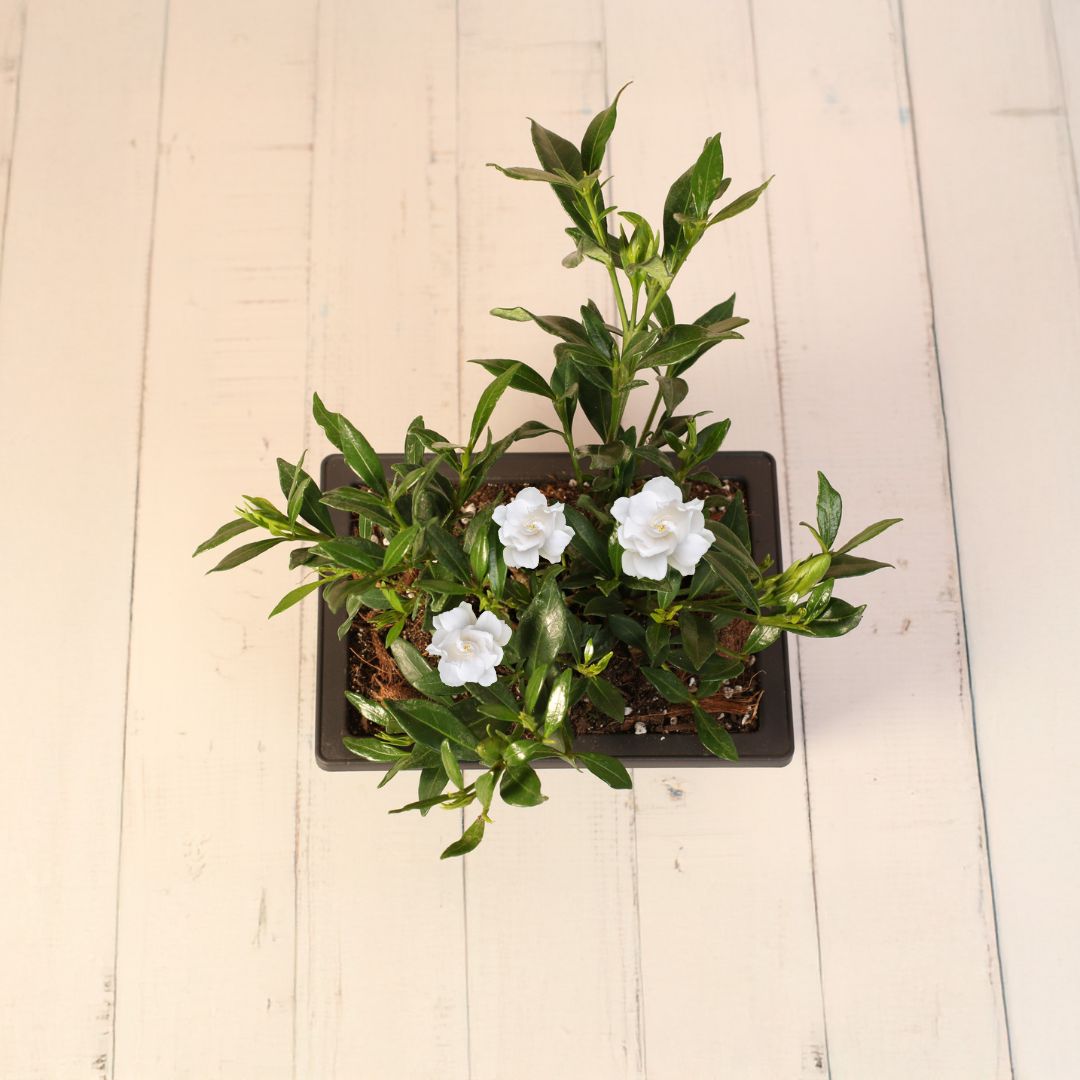 Top View of Dwarf Gardenia Radicans