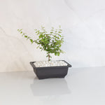 Dwarf Holly Bonsai – Malpighia coccigera