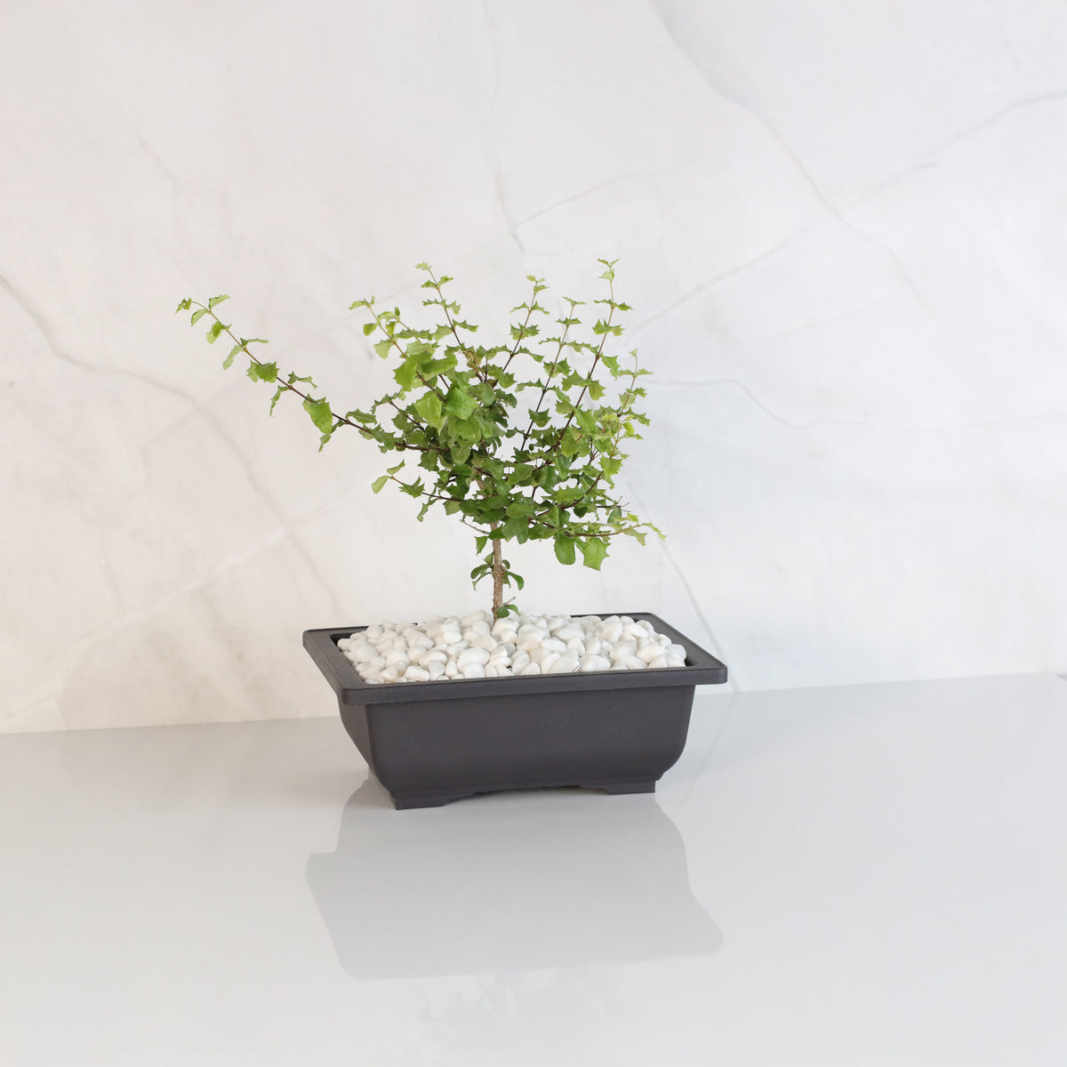 Dwarf Holly Bonsai – Malpighia coccigera