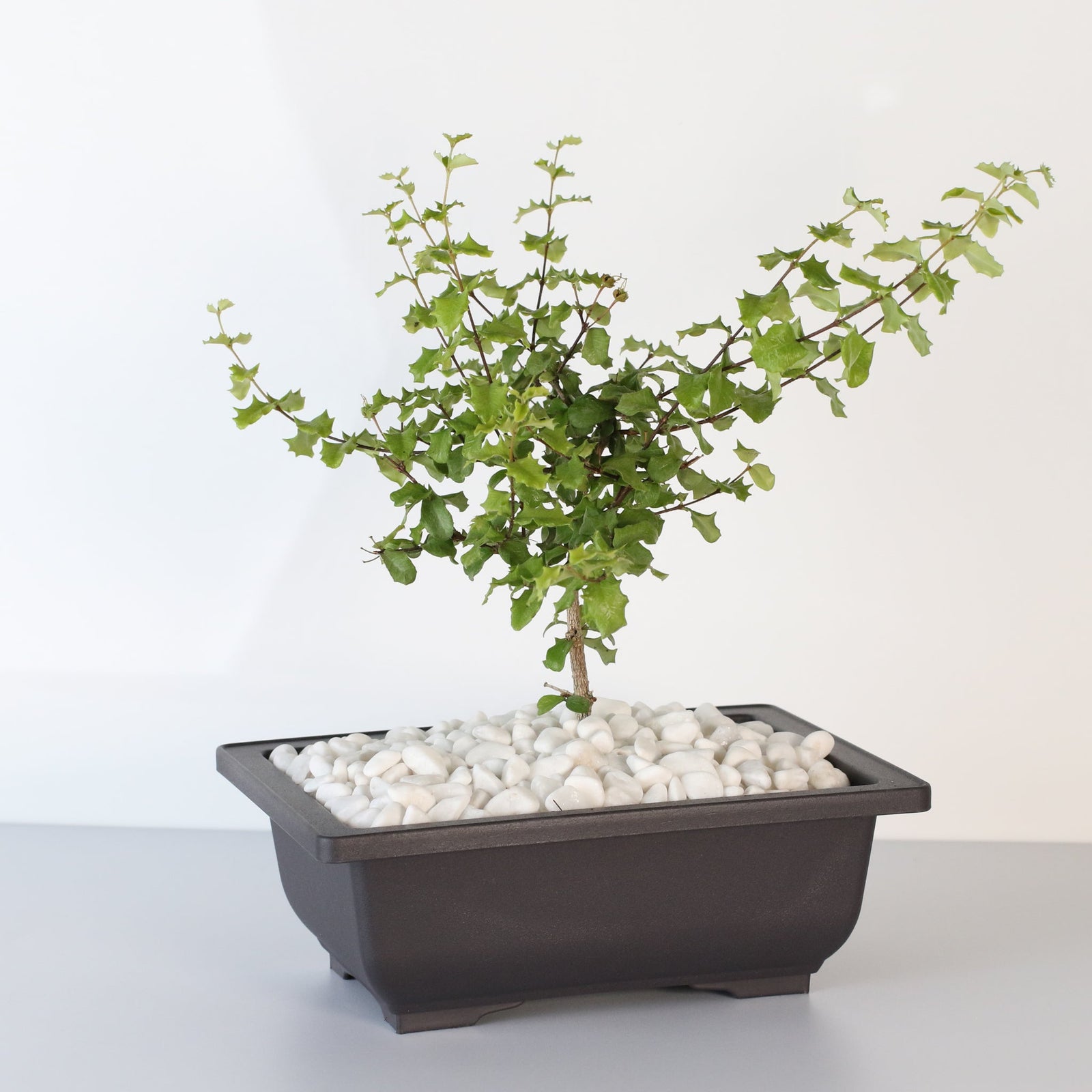 Dwarf Holly Bonsai – Malpighia coccigera