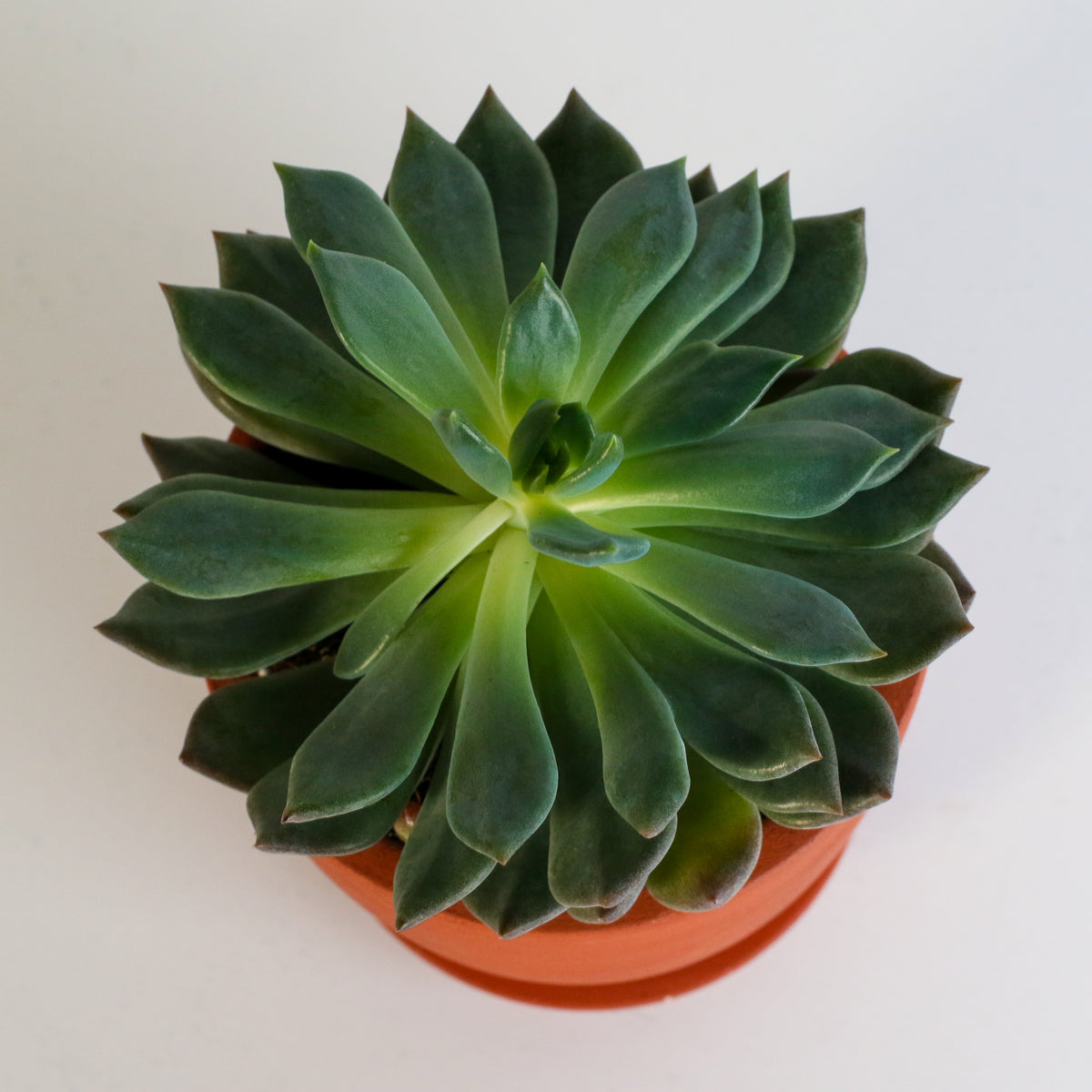 Sedeveria 'Pink Ruby' Red Succulent