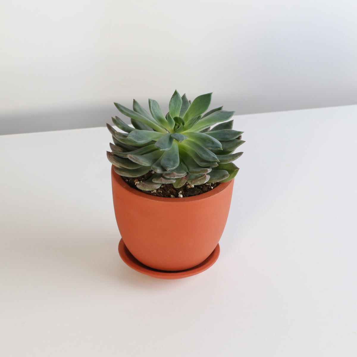 Sedeveria 'Pink Ruby' Red Succulent