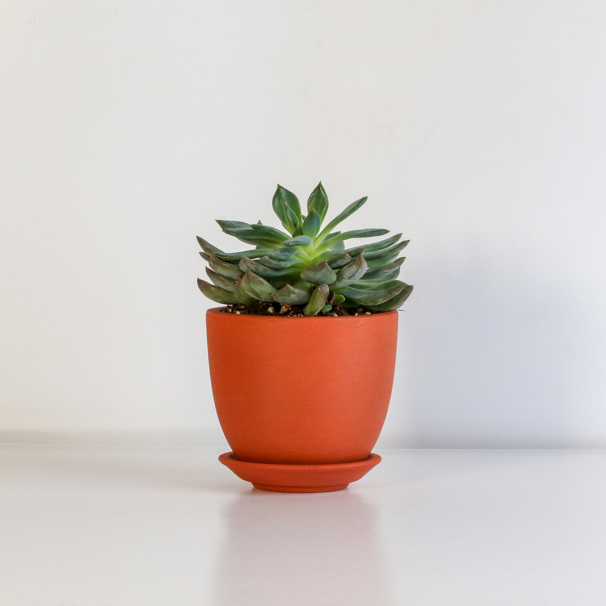 Sedeveria &#39;Pink Ruby&#39; Red Succulent