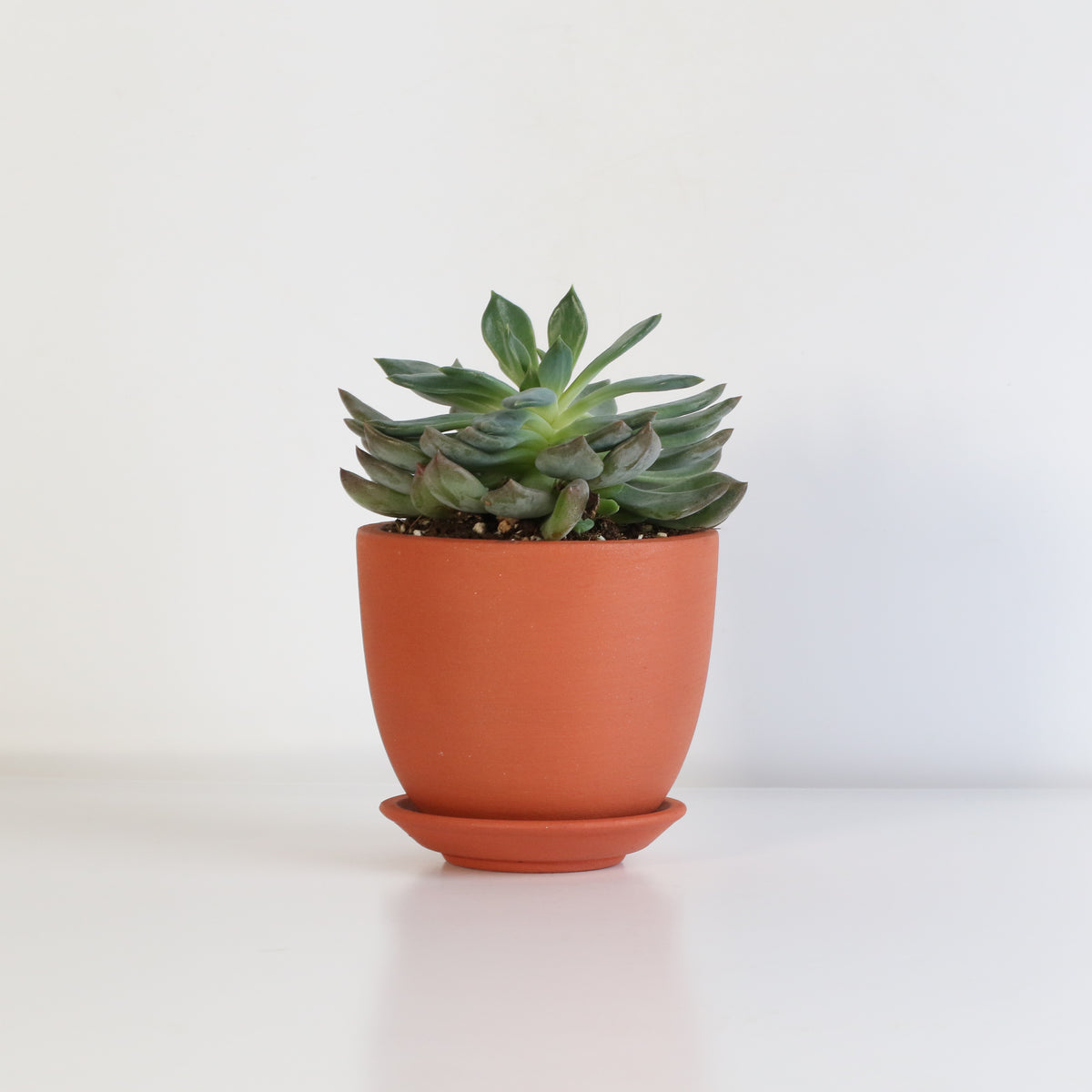 Sedeveria &#39;Pink Ruby&#39; Red Succulent