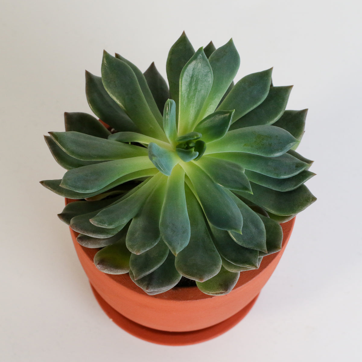 Sedeveria &#39;Pink Ruby&#39; Red Succulent