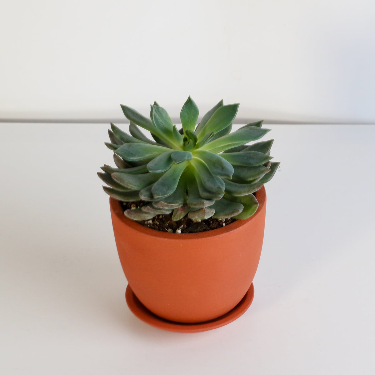 Sedeveria &#39;Pink Ruby&#39; Red Succulent