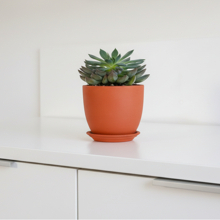 Echeveria 'Mystery' Succulent