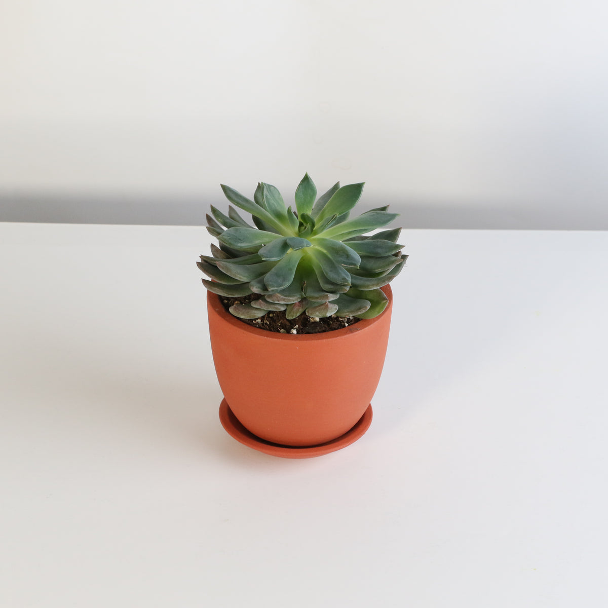 Sedeveria &#39;Pink Ruby&#39; Red Succulent