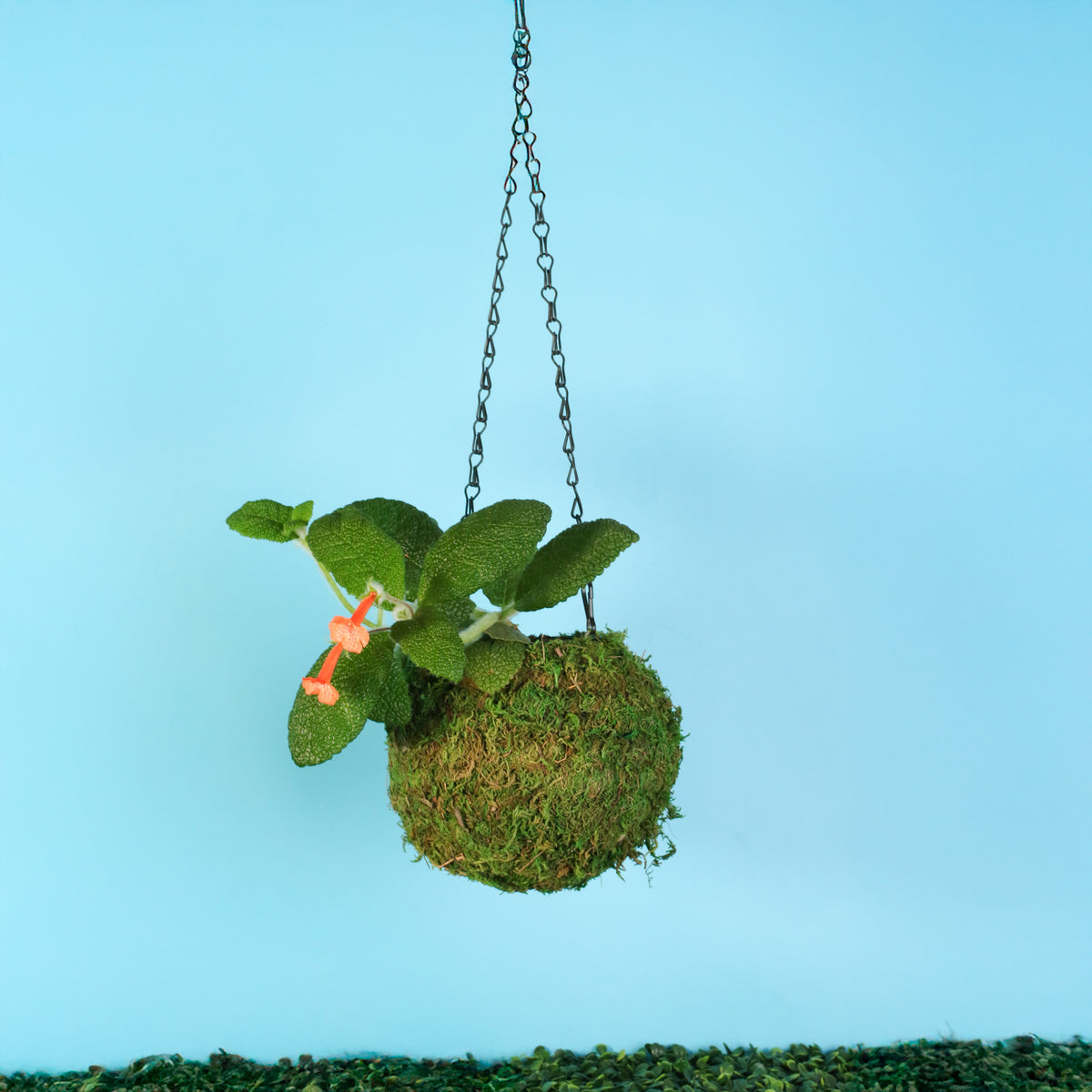 Emerald Forest Sinningia in 6" Moss Ball 