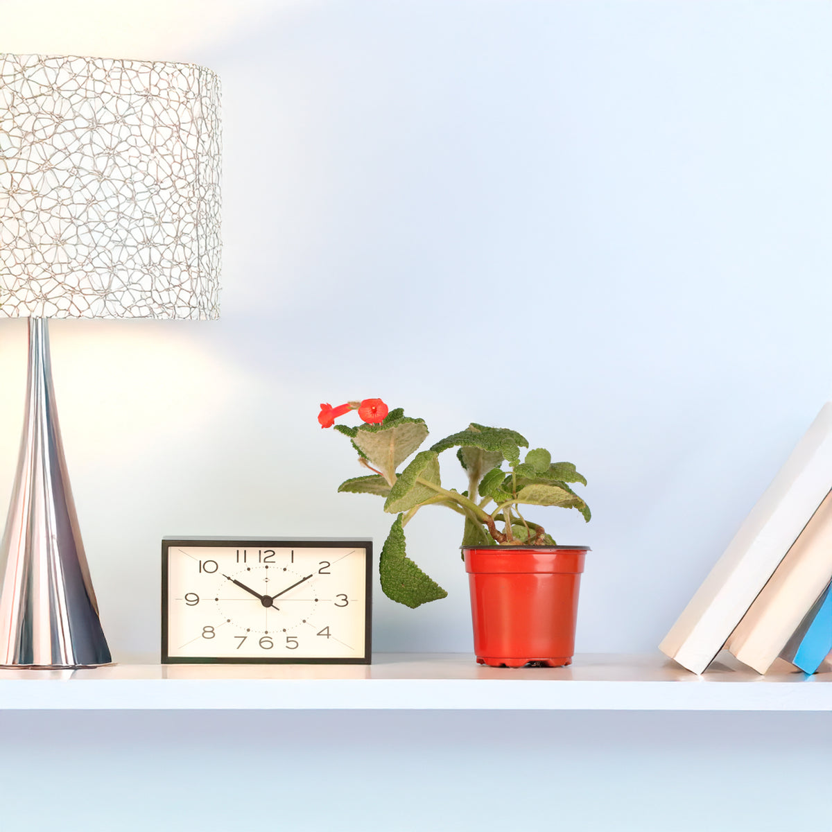 Emerald Forest Sinningia Bullata (Florianópolis Plant) on bookshelf. 