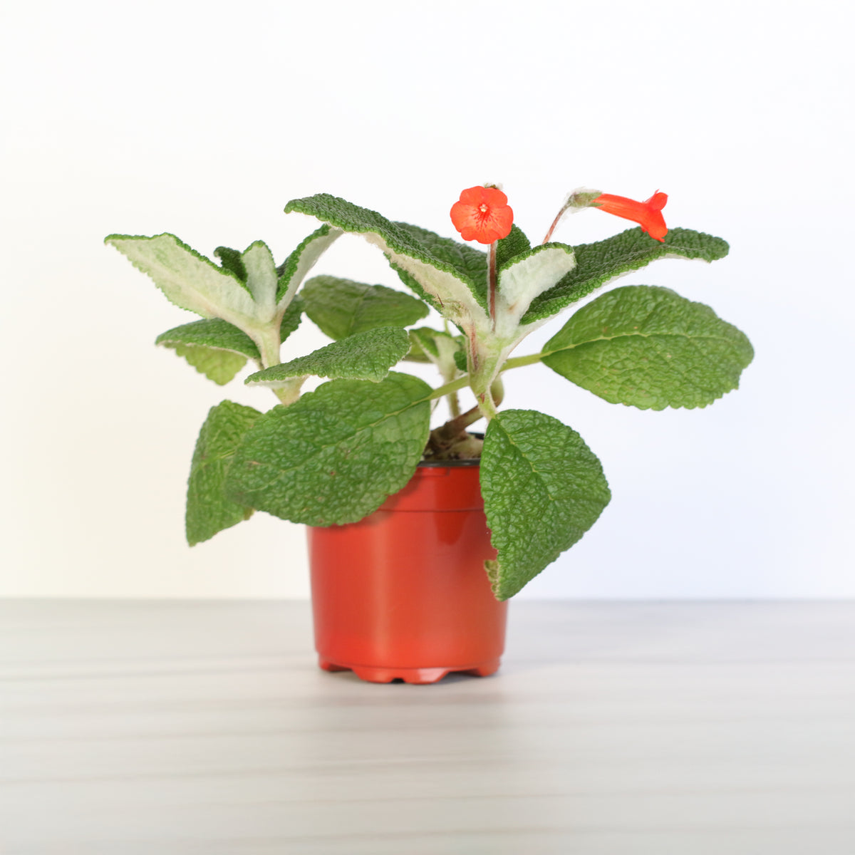 Emerald Forest Sinningia Bullata (Florianópolis Plant)