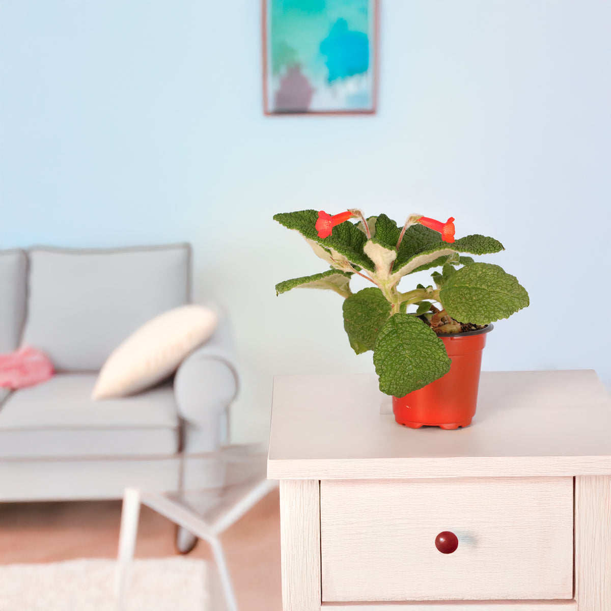 Emerald Forest Sinningia Bullata (Florianópolis Plant) in living room. 