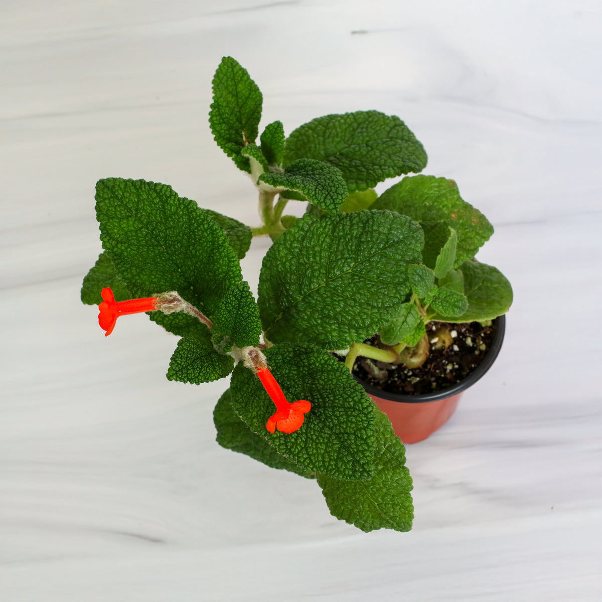 Top View of Emerald Forest Sinningia Bullata (Florianópolis Plant)