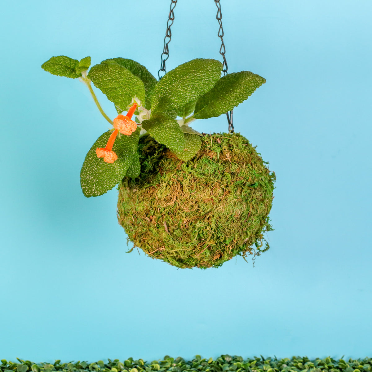 Emerald Forest Sinningia in 6" Moss Ball