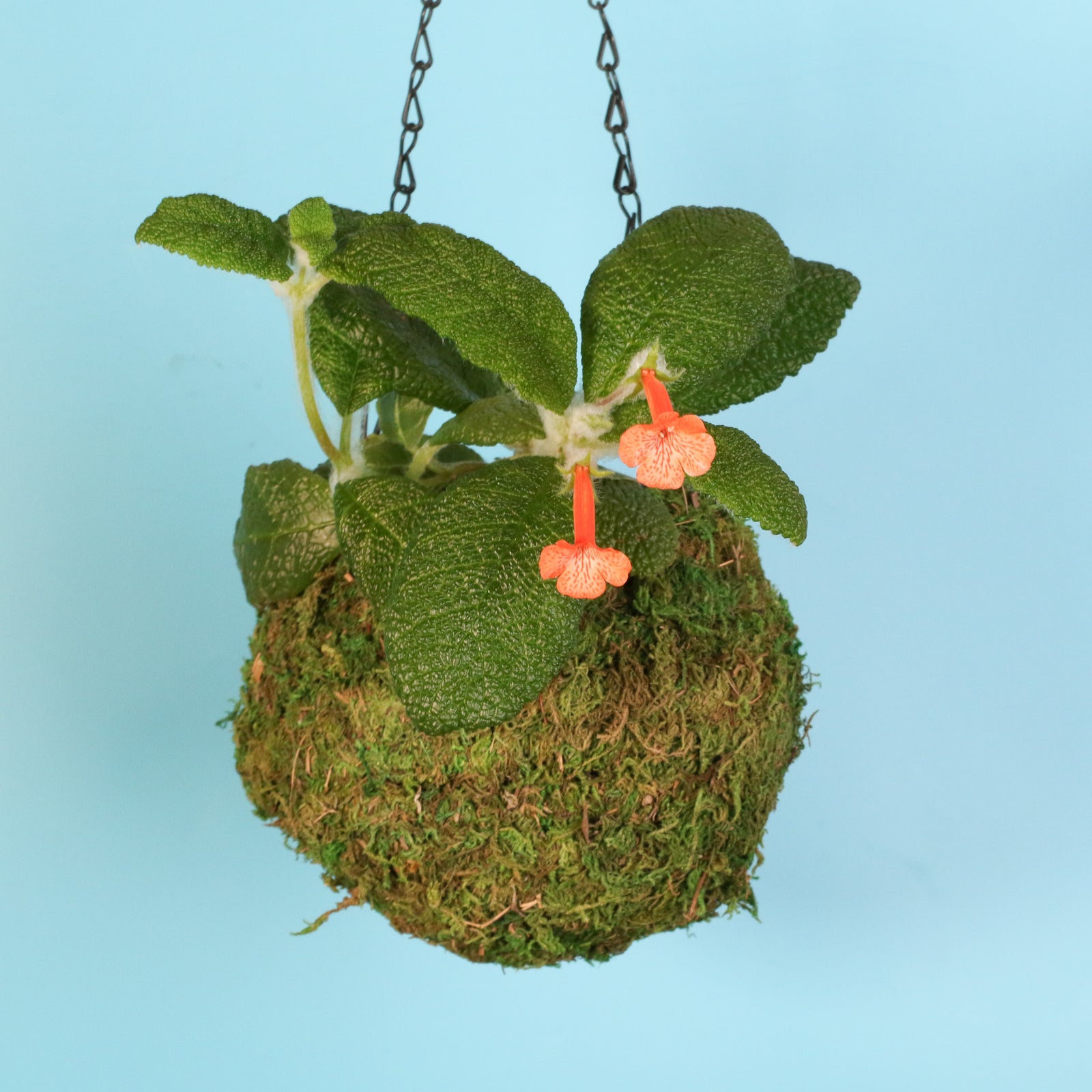 Emerald Forest Sinningia Plant in 6" Moss Ball Planter